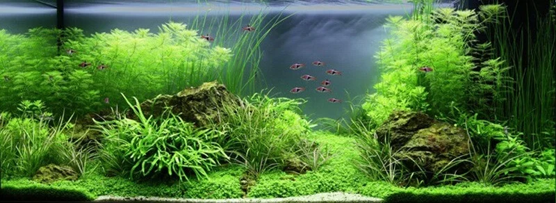 Premium aquarium plants