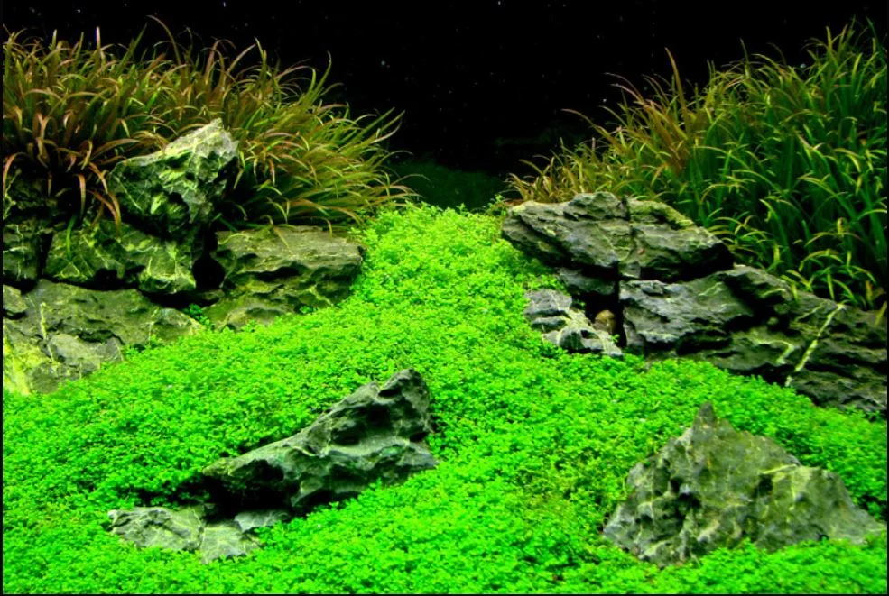Aquatic plant display