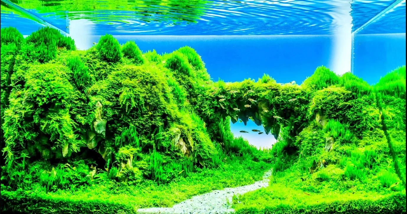 Tropico Aquatics aquarium plants