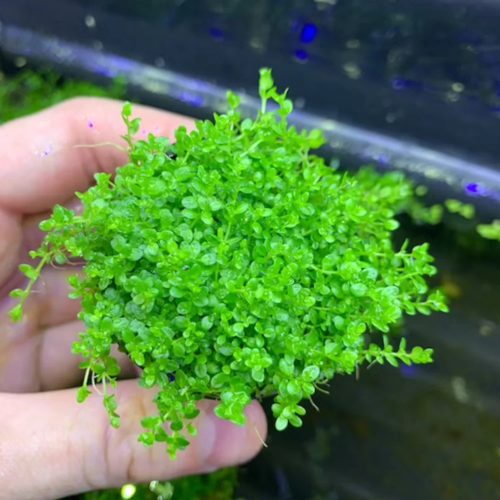 Dwarf baby tears Hemianthus callitrichoides aquarium plant