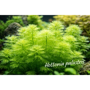 Hottonia palustris