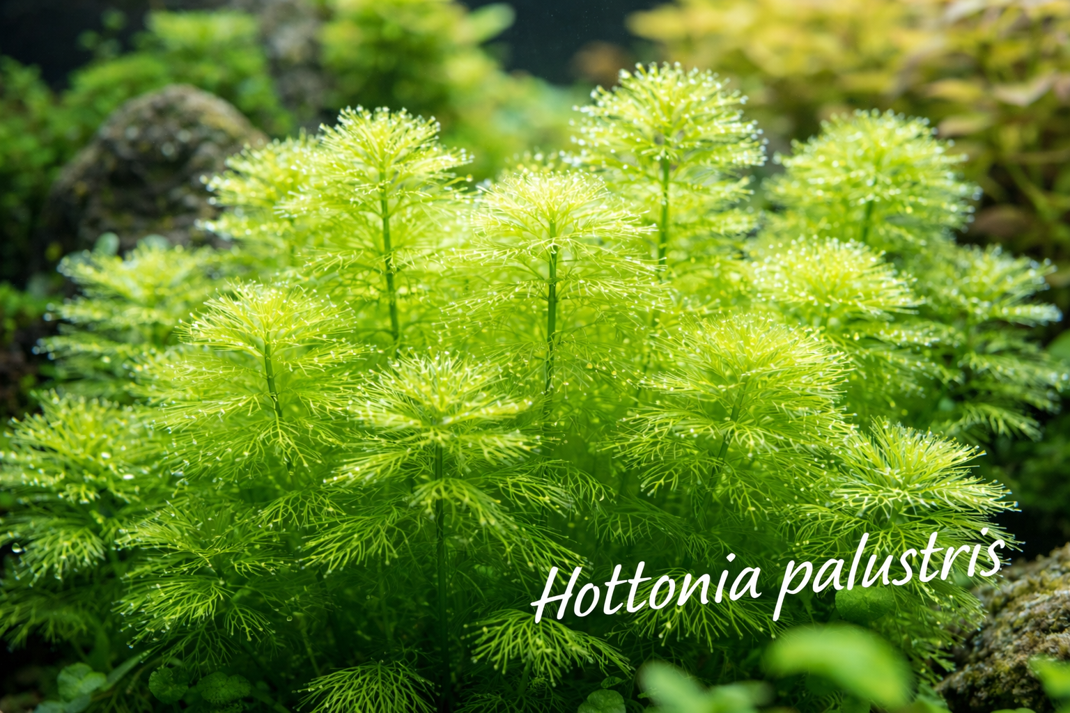 Hottonia palustris aquarium plant