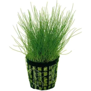 Dwarf Hairgrass Mini Eleocharis Parvula Live Aquarium Plants